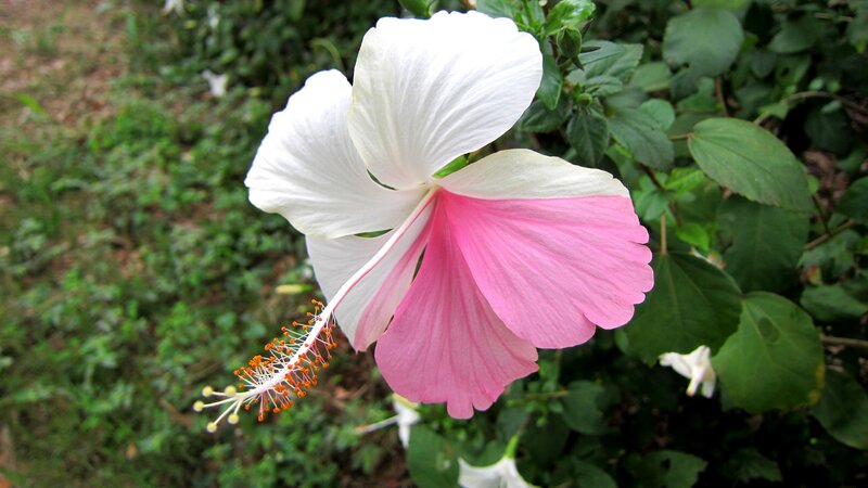 White and Pink Hibiscus Flower