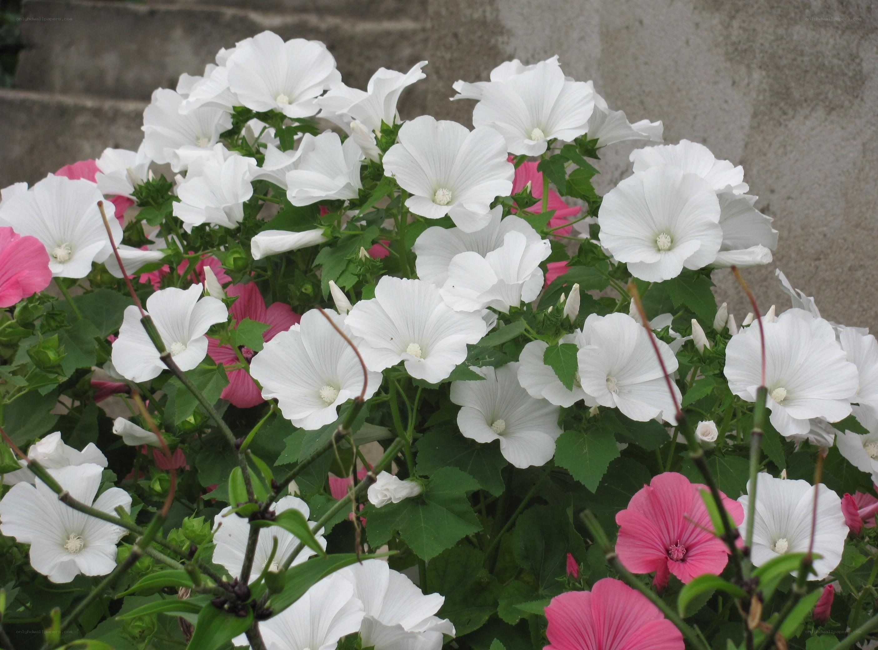 White and pink hollyhock flowers