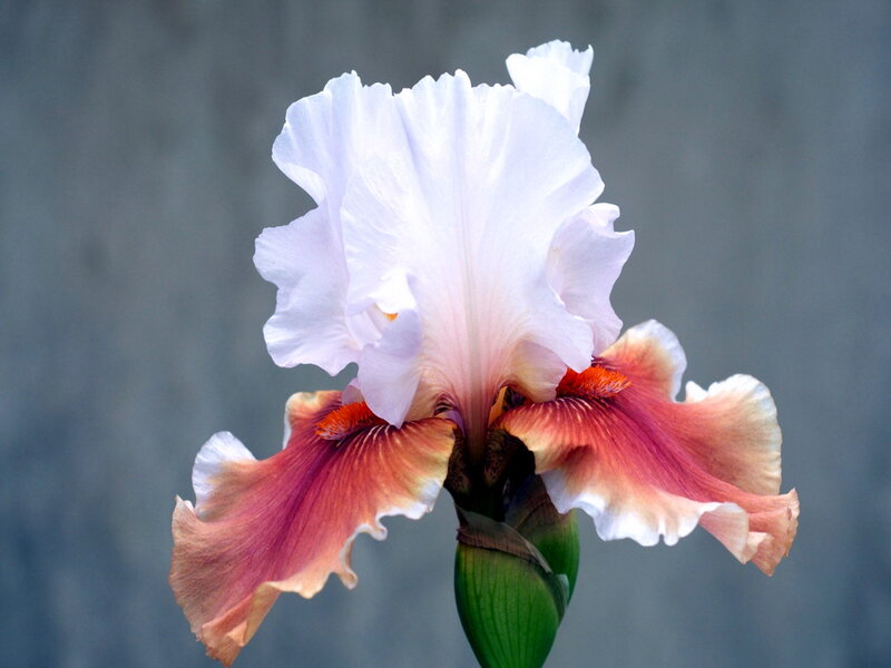 White and Pink Iris Flower — Calm