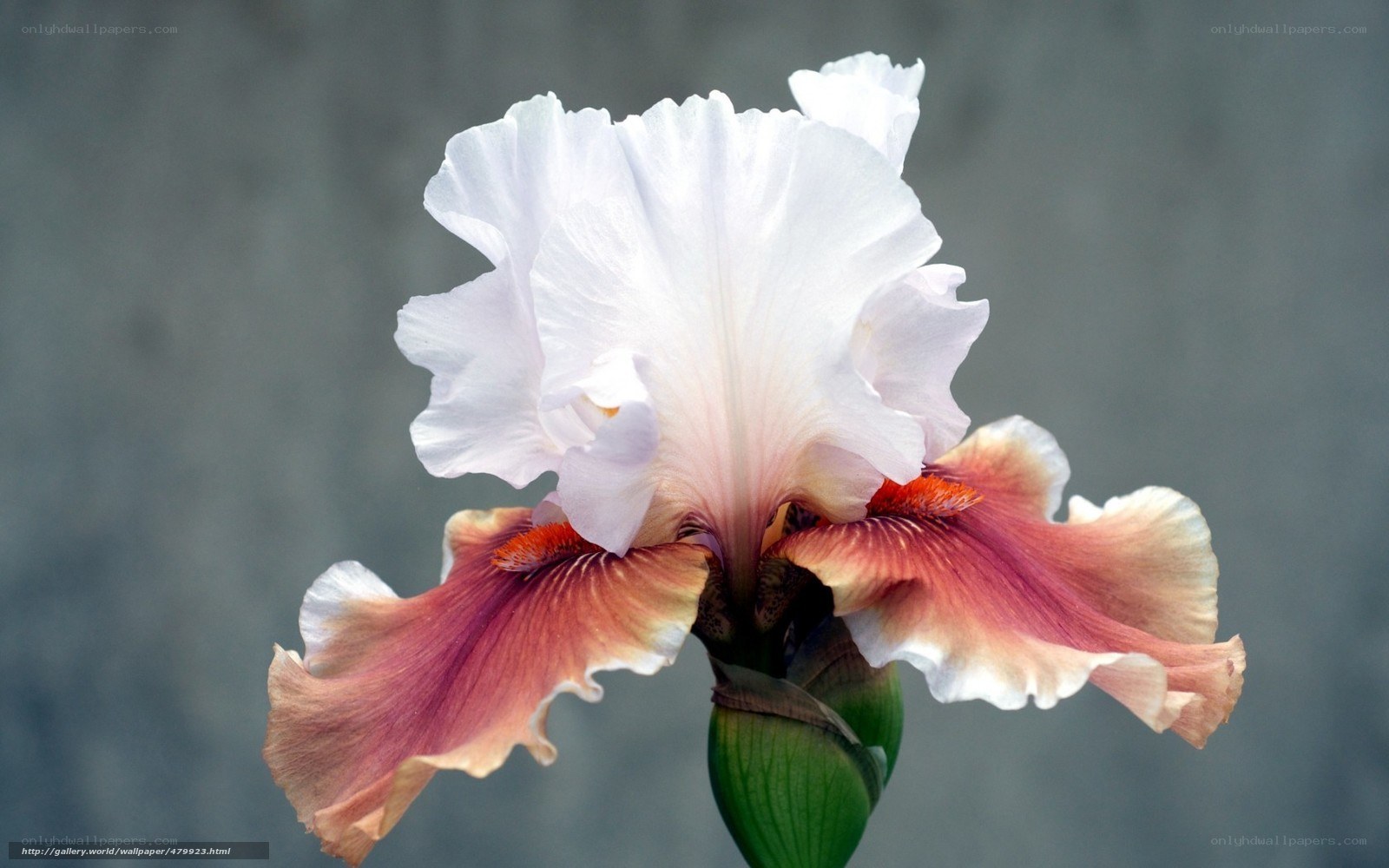 White and pink iris flower
