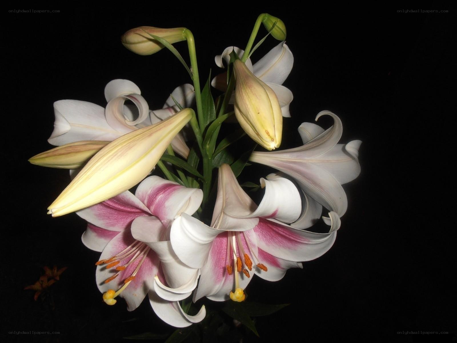 White and pink lilies in bloom