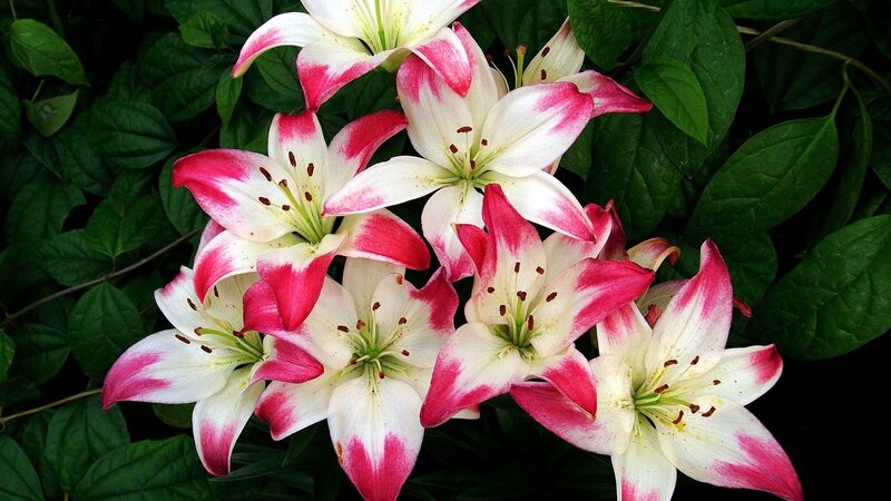 White and Pink Lilies — Natural, Photograph