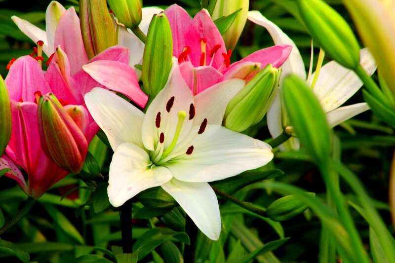 White and Pink Lilies — Natural