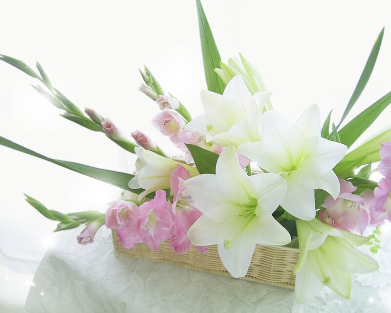 White and Pink Lilies — Serene