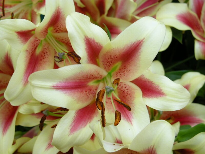 White and Pink Lilies