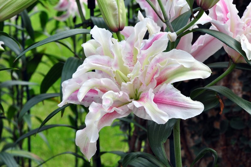 White and Pink Lily Flower — Serene