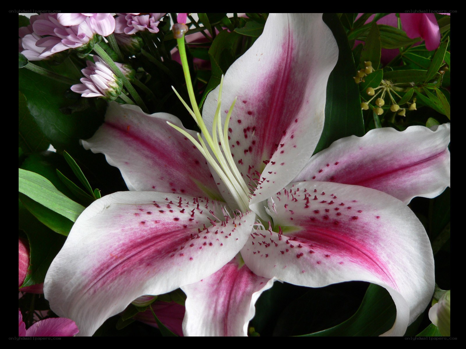 white and pink lily flower