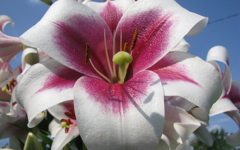 White and Pink Lily — Serene, Afternoon