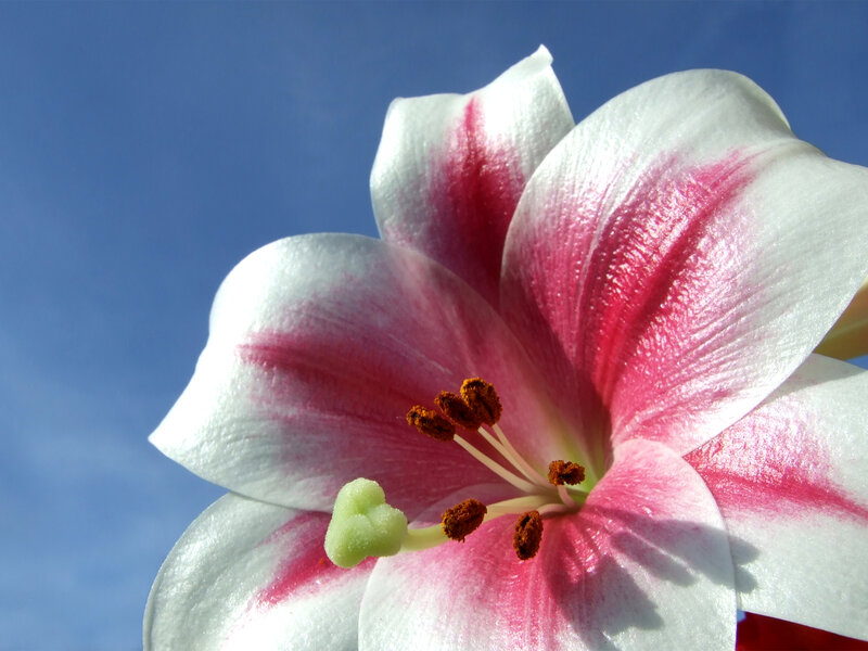 White and Pink Lily — Serene