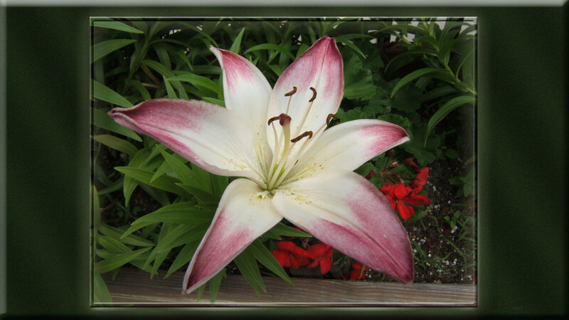 White and Pink Lily