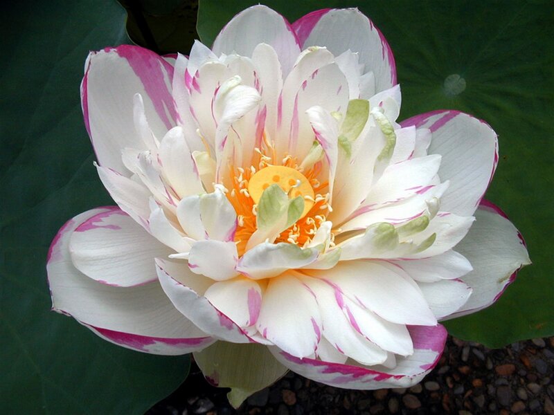 White and Pink Lotus Flower — Serene