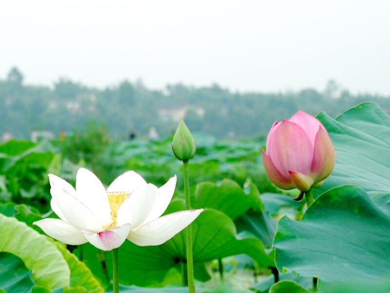 White and Pink Lotus Flowers