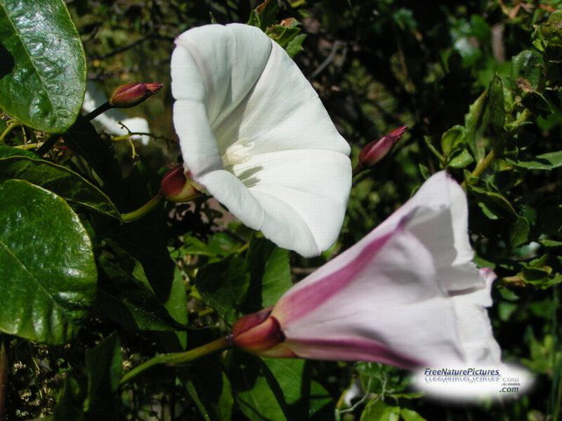 White and Pink Morning Glories