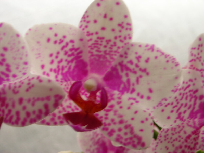 White and Pink Orchid — Calm, Photograph