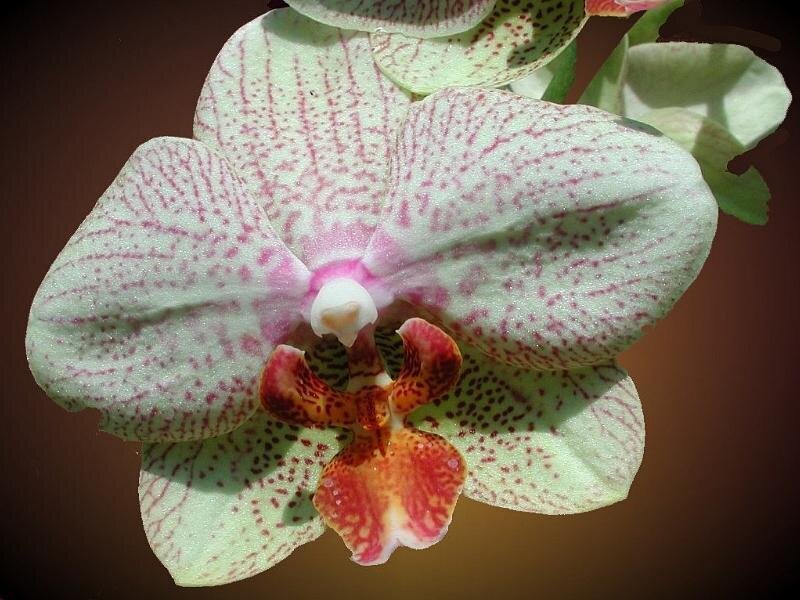 White and Pink Orchid — Calm