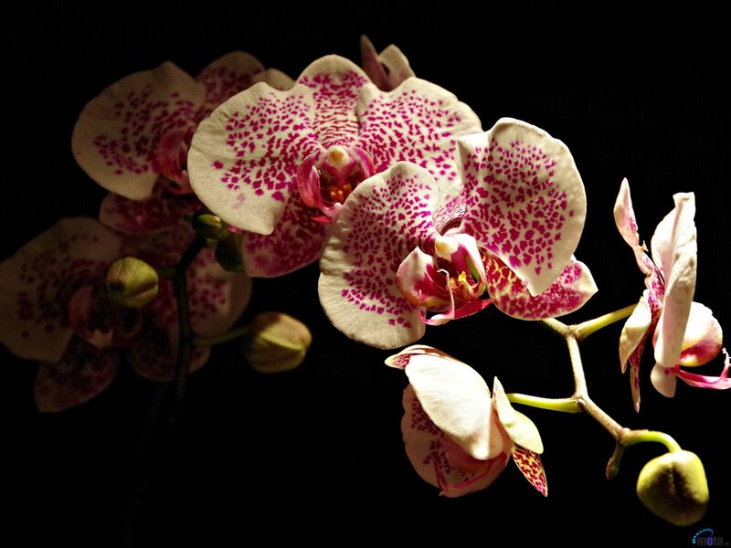 White and Pink Orchid — Dramatic