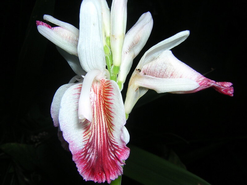 white and pink orchid flower