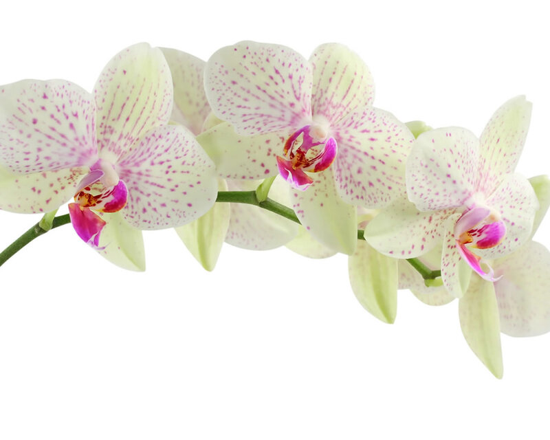 white and pink orchid flowers