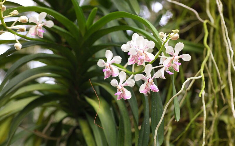 White and Pink Orchid Flowers — Green