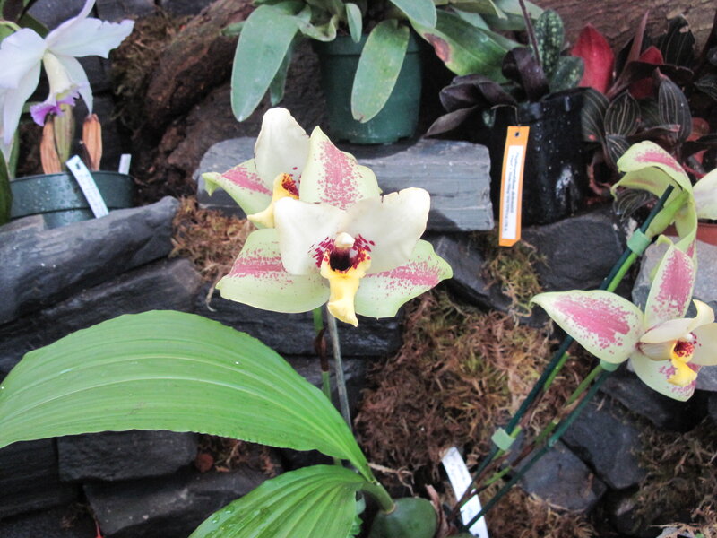 White and Pink Orchid — Green
