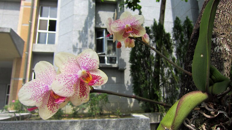 White and Pink Orchid — Serene