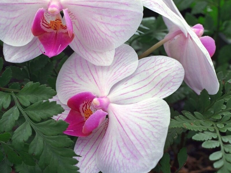 White and Pink Orchid