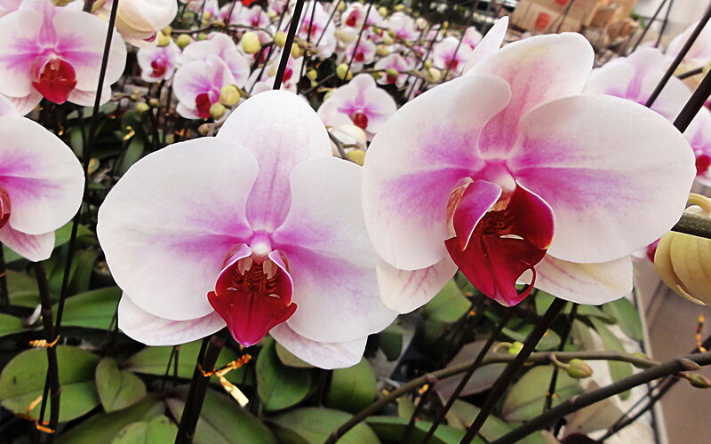 White and Pink Orchids — Calm, Photograph