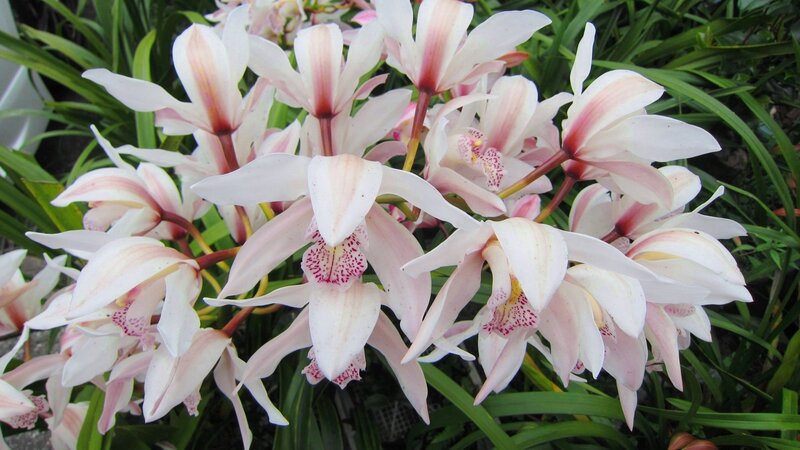White and Pink Orchids — Calm