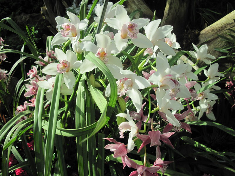 White and Pink Orchids — Serene, Afternoon