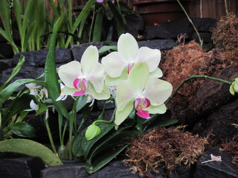 White and Pink Orchids — Serene, Photograph