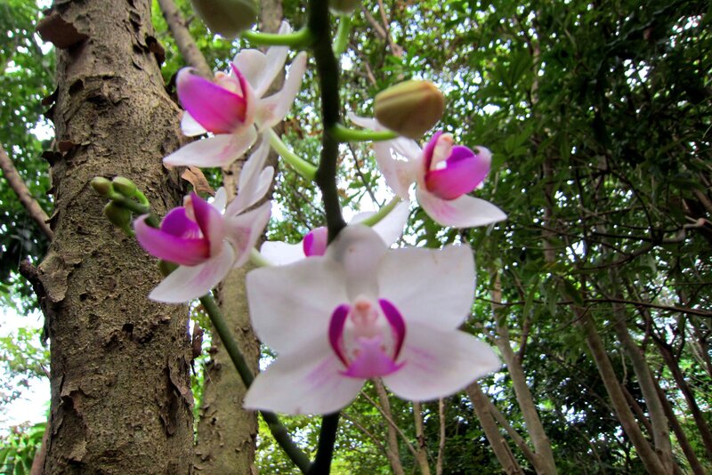 White and Pink Orchids — Serene