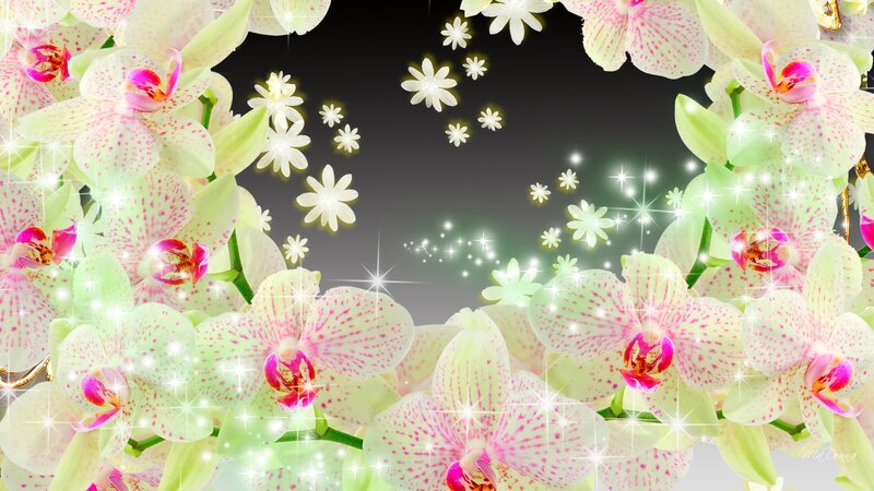 White and Pink Orchids