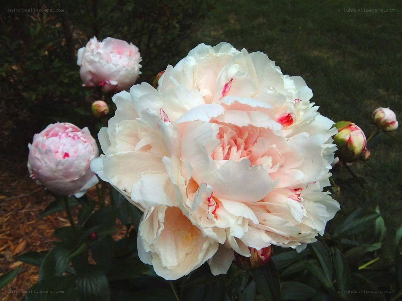 White and pink peonies in bloom