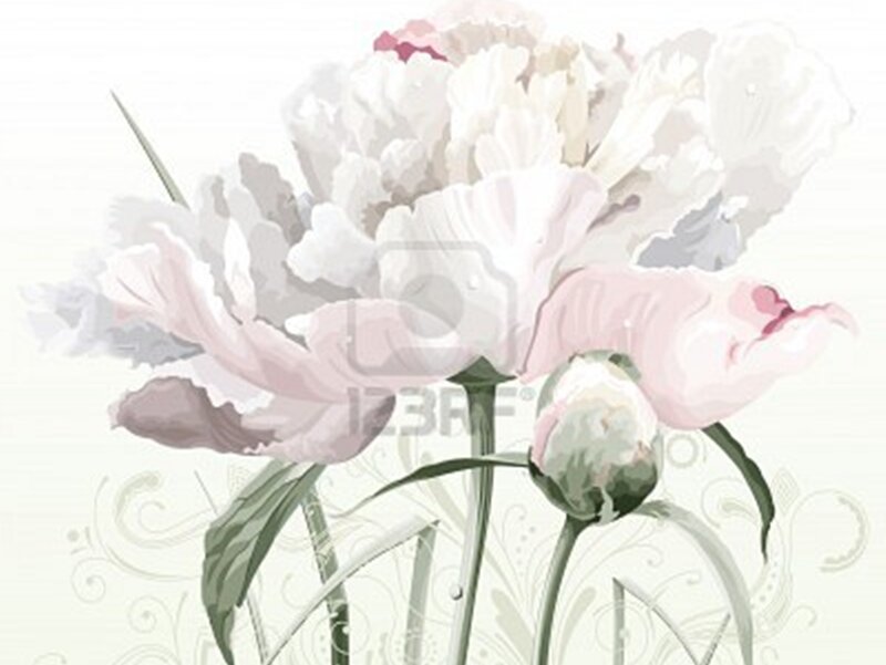 White and Pink Peonies — Serene