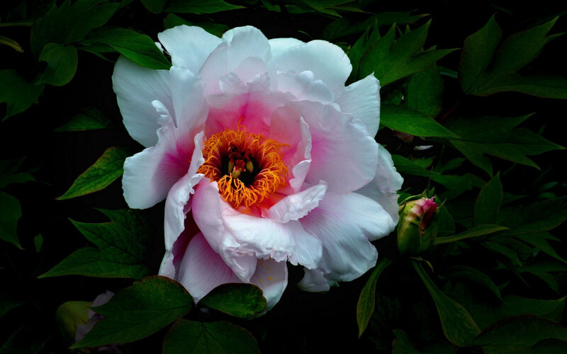 White and Pink Peony Flower