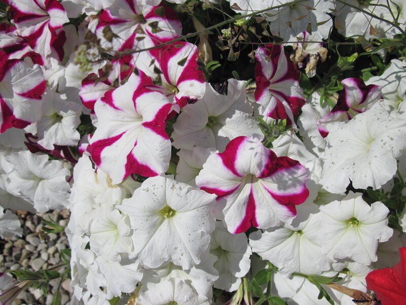 White and Pink Petunias — Calm