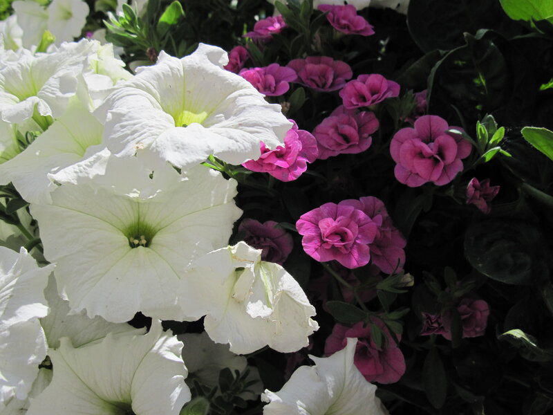 White and Pink Petunias
