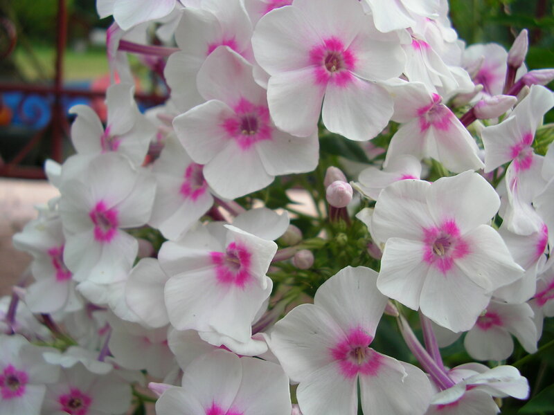 White and Pink Phlox Flowers