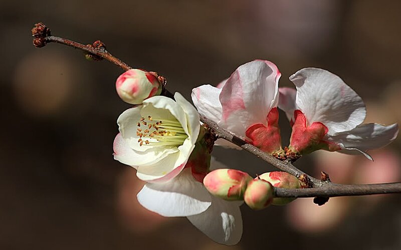 White and Pink Plum Blossoms