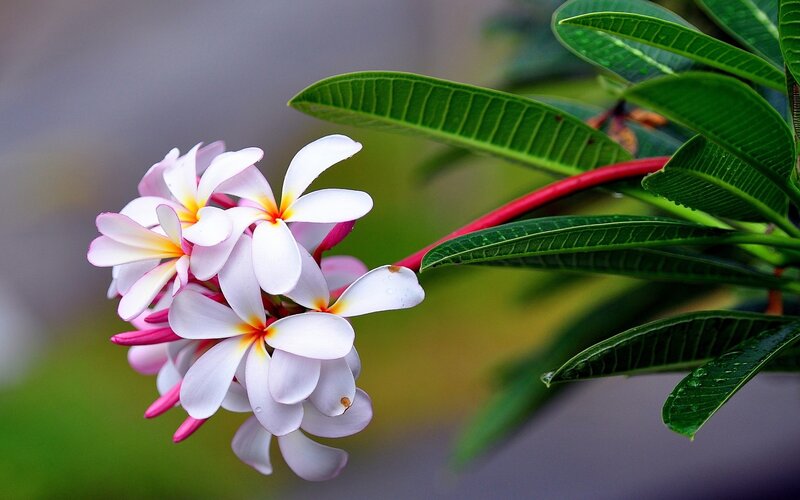 white and pink plumeria flowers