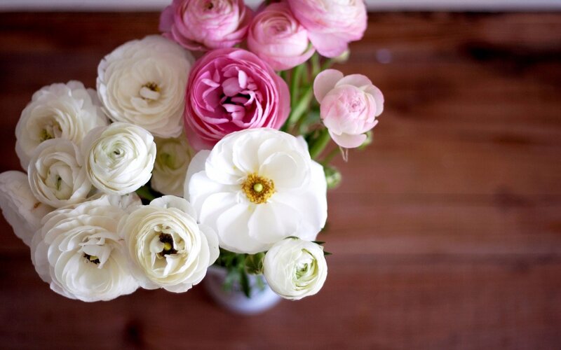 White and Pink Ranunculus — Calm, Photograph