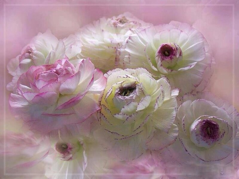 White and Pink Ranunculus — Soft