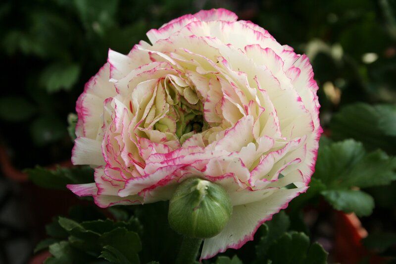 White and Pink Ranunculus