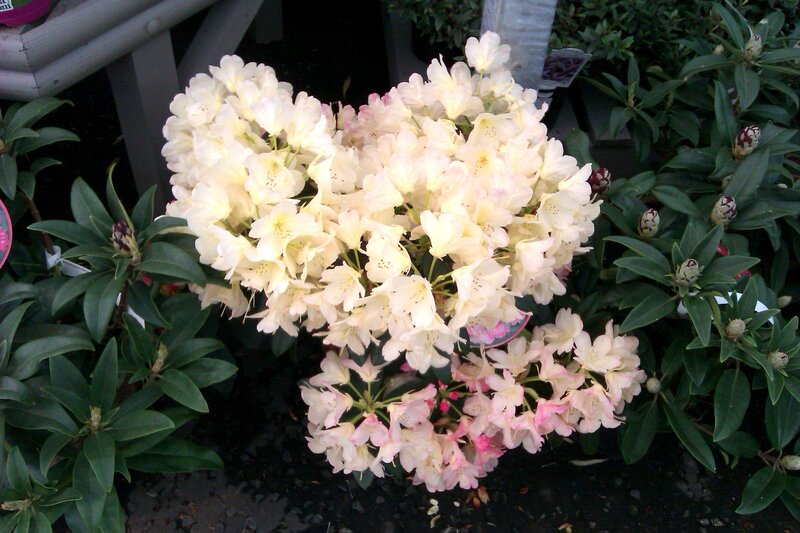 White and Pink Rhododendron Flowers — Calm