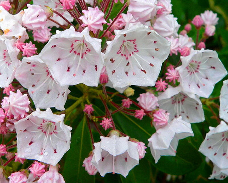 White and Pink Rhododendron Flowers