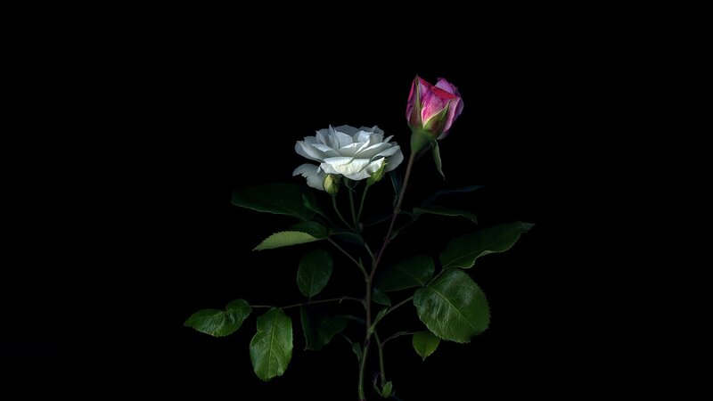 White and Pink Rose — Black