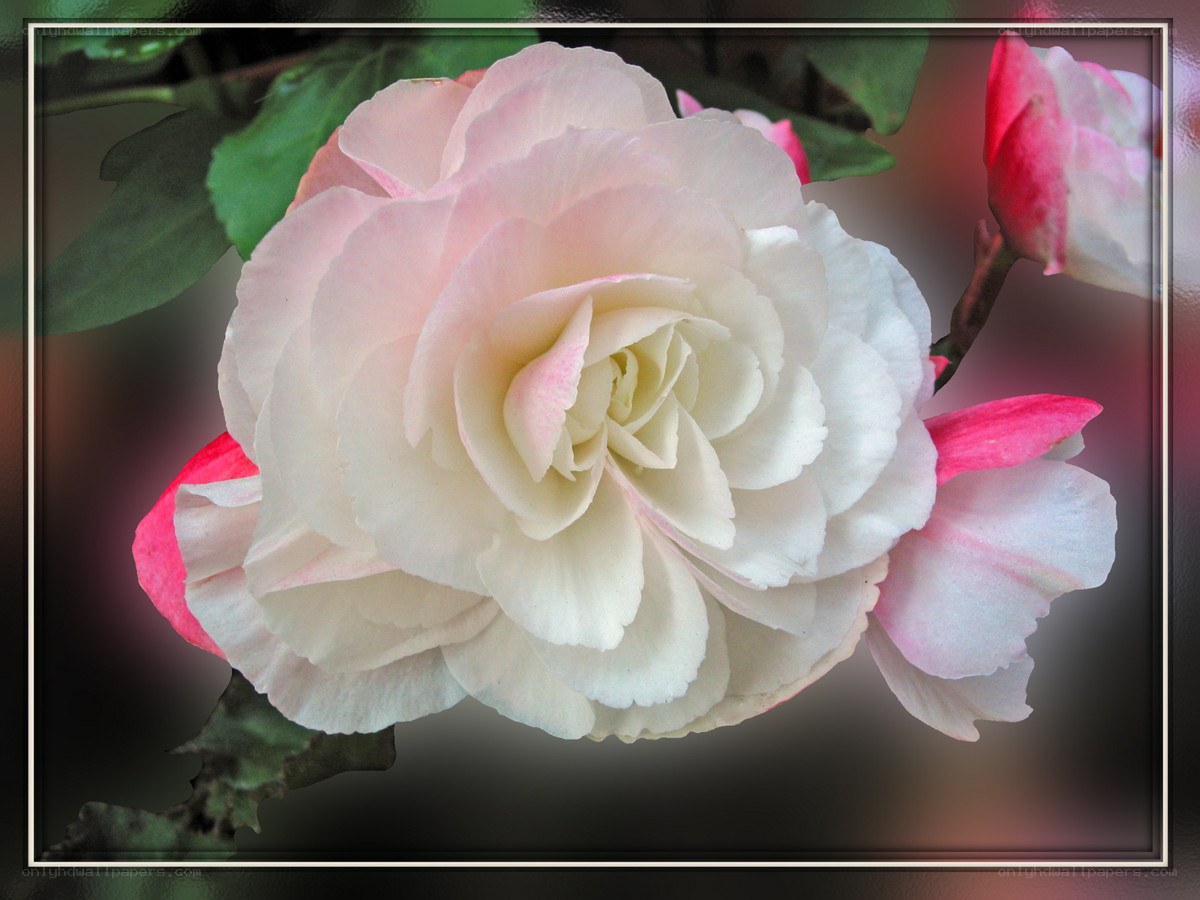white and pink rose bloom