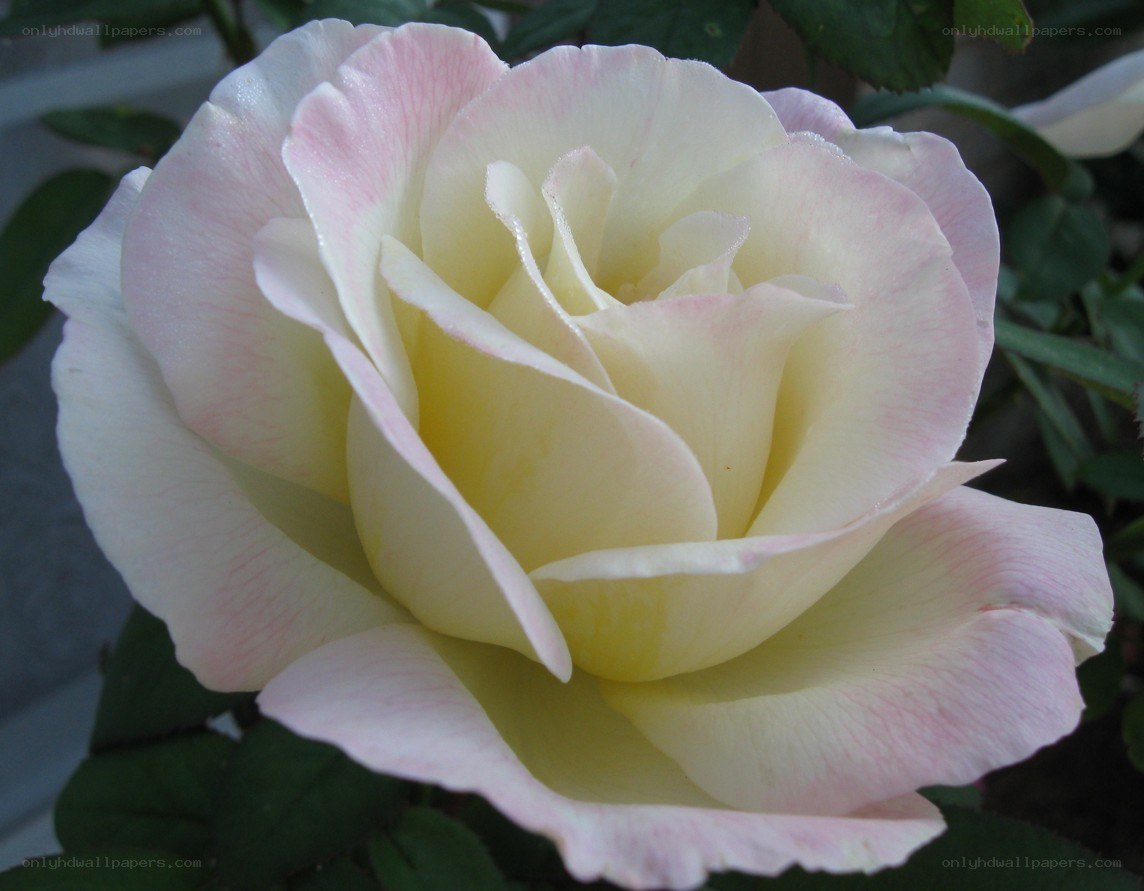 white and pink rose bloom