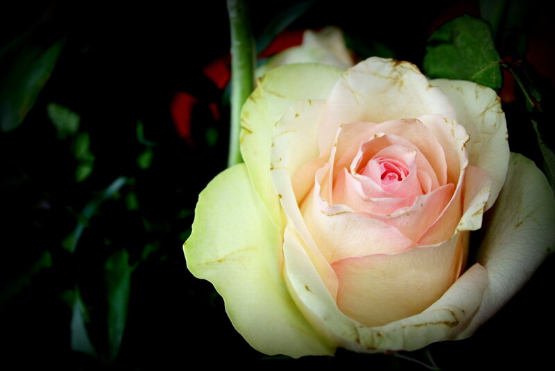 White and Pink Rose — Dramatic, Photograph