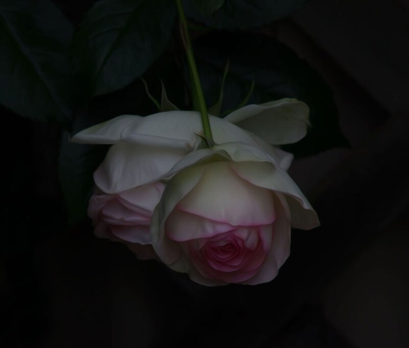 White and Pink Rose — Dramatic